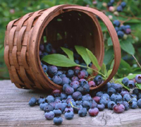 Bilberry Extract