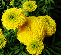 Marigold Extract